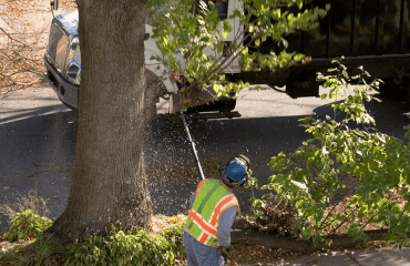 Tree Disease