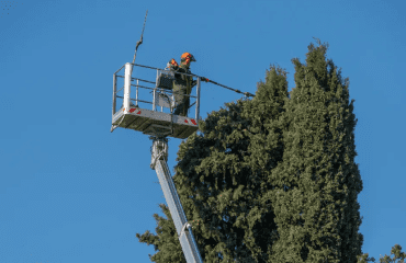 Tree Maintenance Program