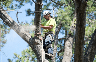 Tree and Shrub Trimming